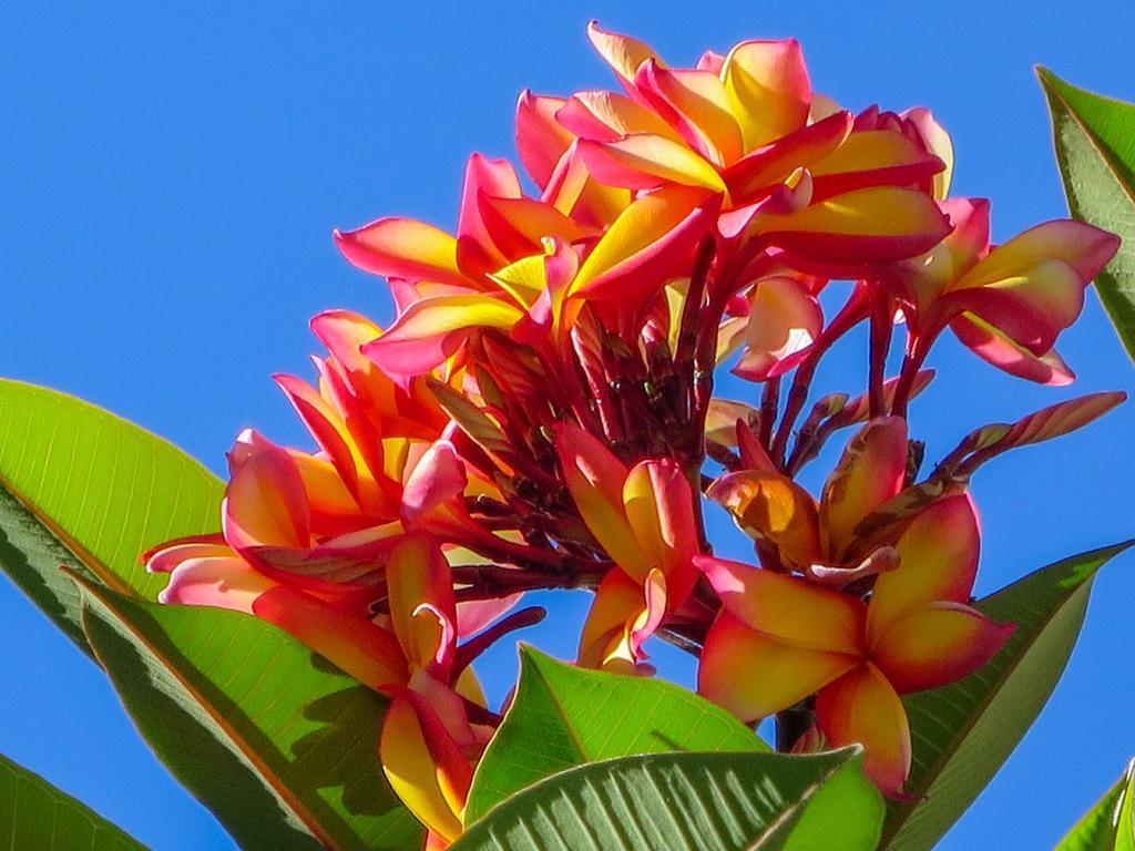Cairns Beaches Flashpackers Палм Коув Екстериор снимка
